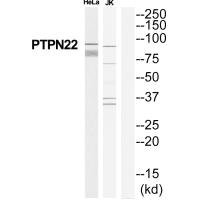 Anti-PTPN22
