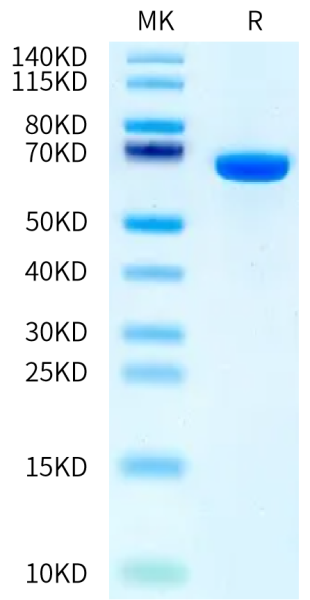 Human Serum Albumin Protein