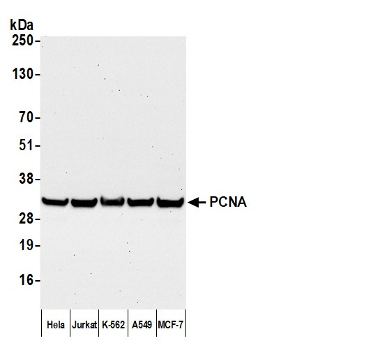 Anti-Mouse IgG-Fc Fragment cross-adsorbed