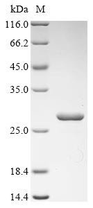 S-ribosylhomocysteine lyase (luxS), Escherichia coli, recombinant