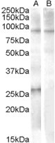 Anti-APOBEC2 (aa12 - 26), Internal (near the N-term)