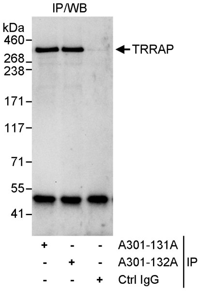 Anti-TRRAP