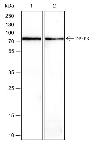 Anti-Recombinant DPEP3, clone A429