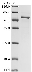 Carboxypeptidase N catalytic chain (CPN1), human, recombinant