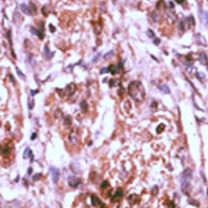 Anti-phospho-CDC25A (Ser293)