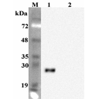 Anti-FGF-19 (human), clone FG98-6