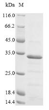 Apoptin (VP3), Chicken anemia virus, recombinant
