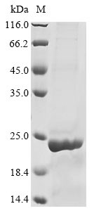 Interleukin-1 alpha (IL1A), Macaca fascicularis, recombinant