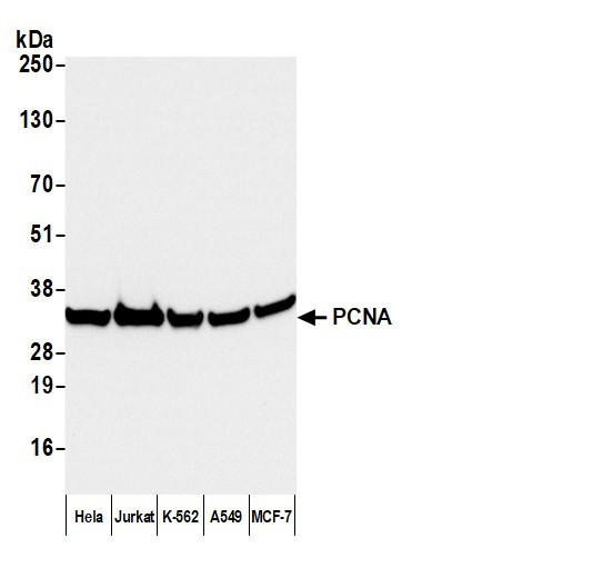 Anti-Mouse IgG2a cross-adsorbed, HRP conjugated