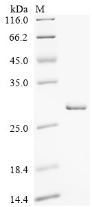 Interferon kappa (IFNK), human, recombinant