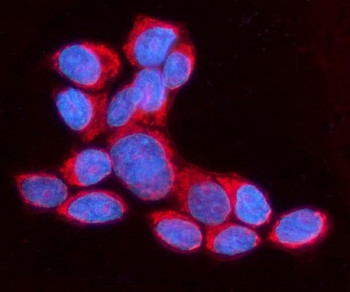 Anti-ANAPC1 / Anaphase-promoting complex subunit 1
