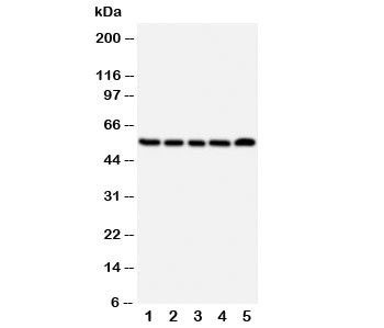 Anti-NK1R Neurokinin 1 Receptor