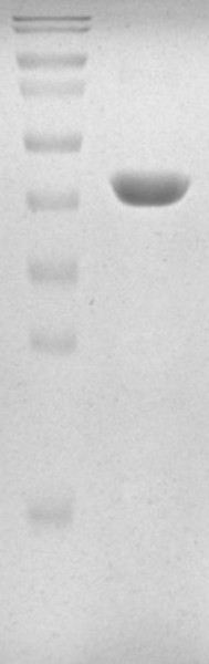 Recombinant Human Cereblon
