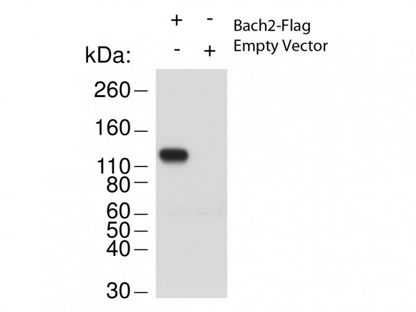 Anti-Bach2