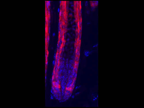 Anti-Red Fluorescent Protein (RFP)