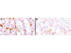 Anti-Mesothelin, clone MB-G10