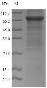 Acetyl-coenzyme A synthetase, Cytoplasmic domain (Acss2), mouse, recombinant