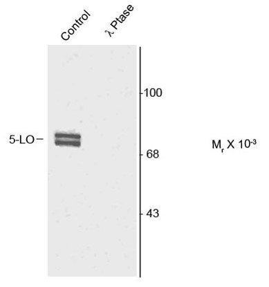 Anti-phospho-5 Lipoxygenase (Ser523)