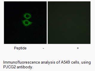 Anti-PJCG2