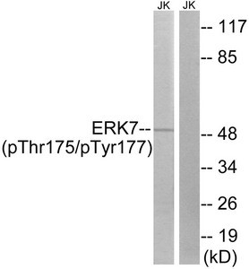 Anti-Phospho-MAPK15 (Thr175/Tyr177)