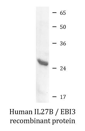 Human IL27B / EBI3 recombinant protein (Active)