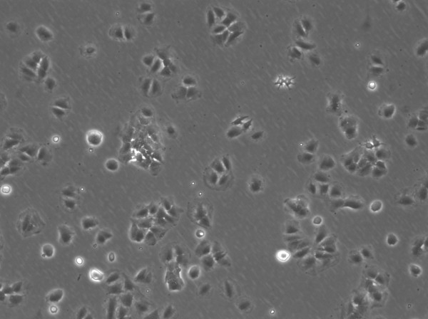 FRTL-5 Cells
