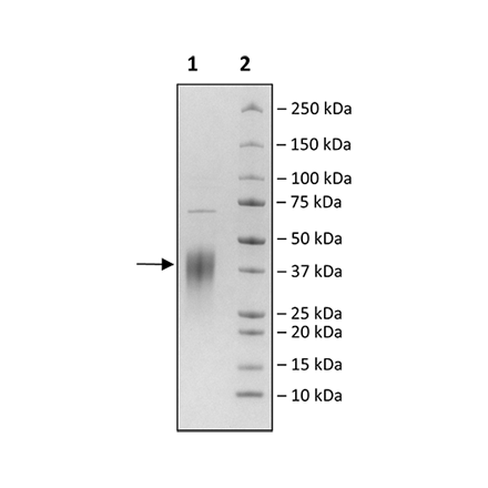 Activin RIIB (ACVR2B), His-Avi-Tag, Biotin-Labeled Recombinant