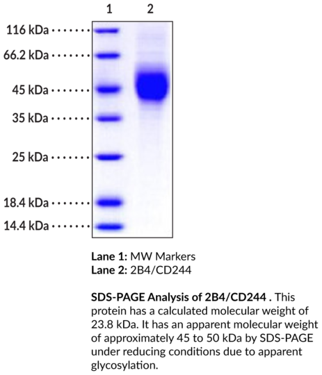 2B4/CD244 Extracellular Domain (human, recombinant)