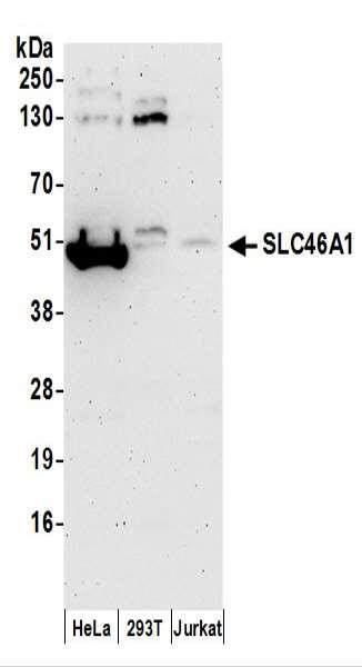 Anti-SLC46A1