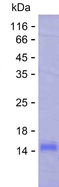 DNASE1 (human), recombinant protein