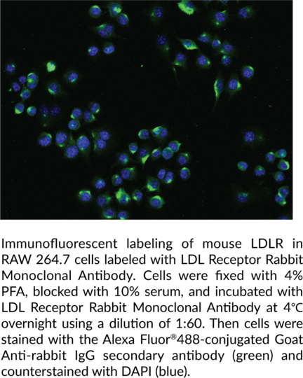 Anti-LDL Receptor Rabbit Monoclonal Antibody (Clone 004)