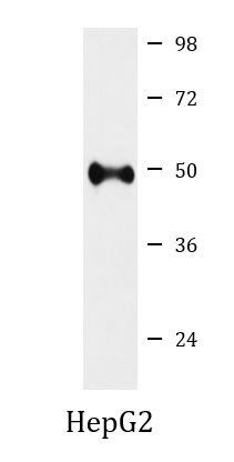 Anti-NHERF1 / EBP50