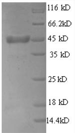 Thrombopoietin (Thpo), partial, rat, recombinant