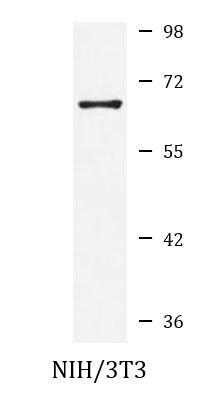 Anti-RPN2