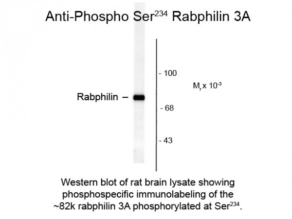 Anti-phospho-Rabphilin 3A (Ser234)