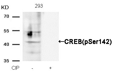 Anti-phospho-CREB (Ser142)