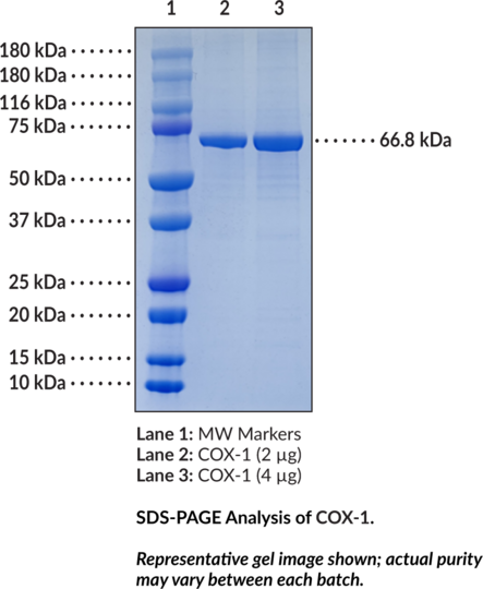 COX-1 (human, recombinant, mammalian expressed)