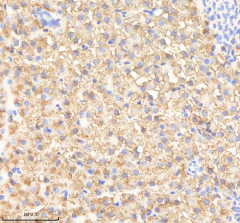 Anti-Zebrafish Prdx4 / Peroxiredoxin 4
