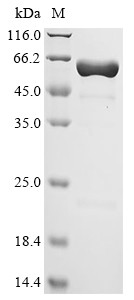Peptidoglycan-associated lipoprotein (pal), Biotinylated, Haemophilus influenzae, recombinant