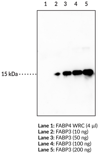 Anti-FABP3 (Clone CC68)
