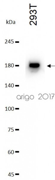 Anti-Topoisomerase II, clone SQab1727