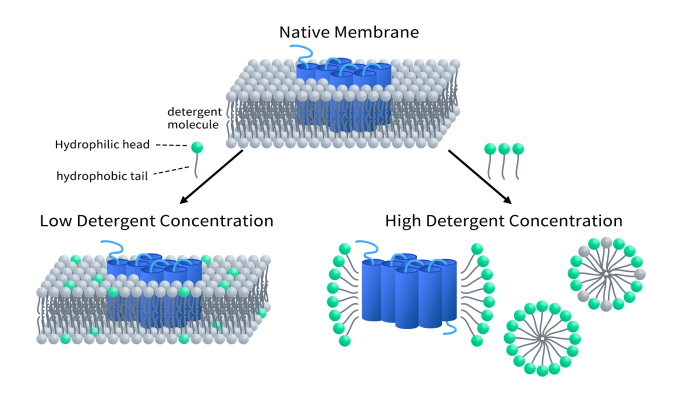 Detergens-Solubilisierung