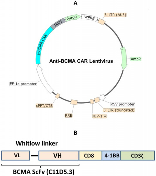 Anti-BCMA CAR Lentivirus (Clone C11D5.3 ScFv-CD8-4-1BB-CD3zeta)