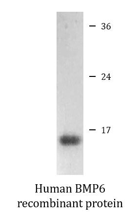 Human BMP6 recombinant protein (Active)
