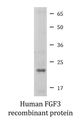 Human FGF3 recombinant protein (Active)