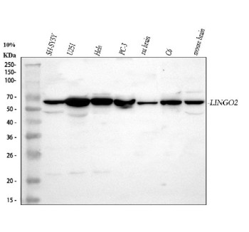 Anti-LINGO2 / Leucine-rich repeat and immunoglobulin-like domain-containing protein 2