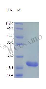 Cardiotrophin-1 protein (Ctf1) (Active), rat, recombinant