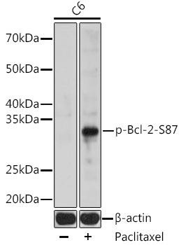 Anti-phospho-Bcl-2 (Ser87)