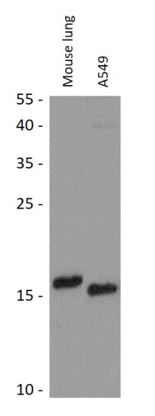 Anti-RPL36AL