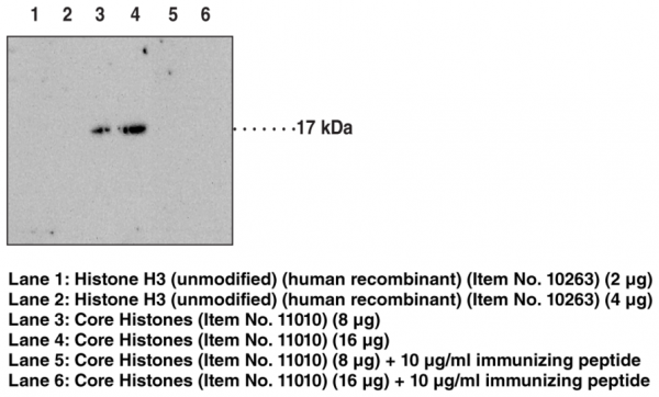 Anti-Histone H3K4Me2